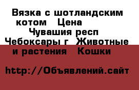 Вязка с шотландским котом › Цена ­ 1 500 - Чувашия респ., Чебоксары г. Животные и растения » Кошки   